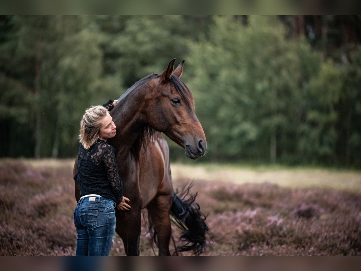 Andalou Hongre 6 Ans 165 cm Bai brun in Hörstel