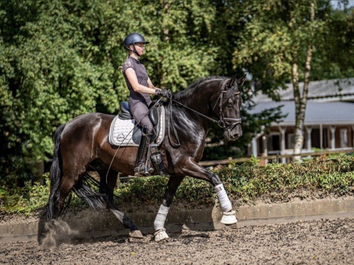 Andalou Hongre 6 Ans 165 cm Noir in Sottrum