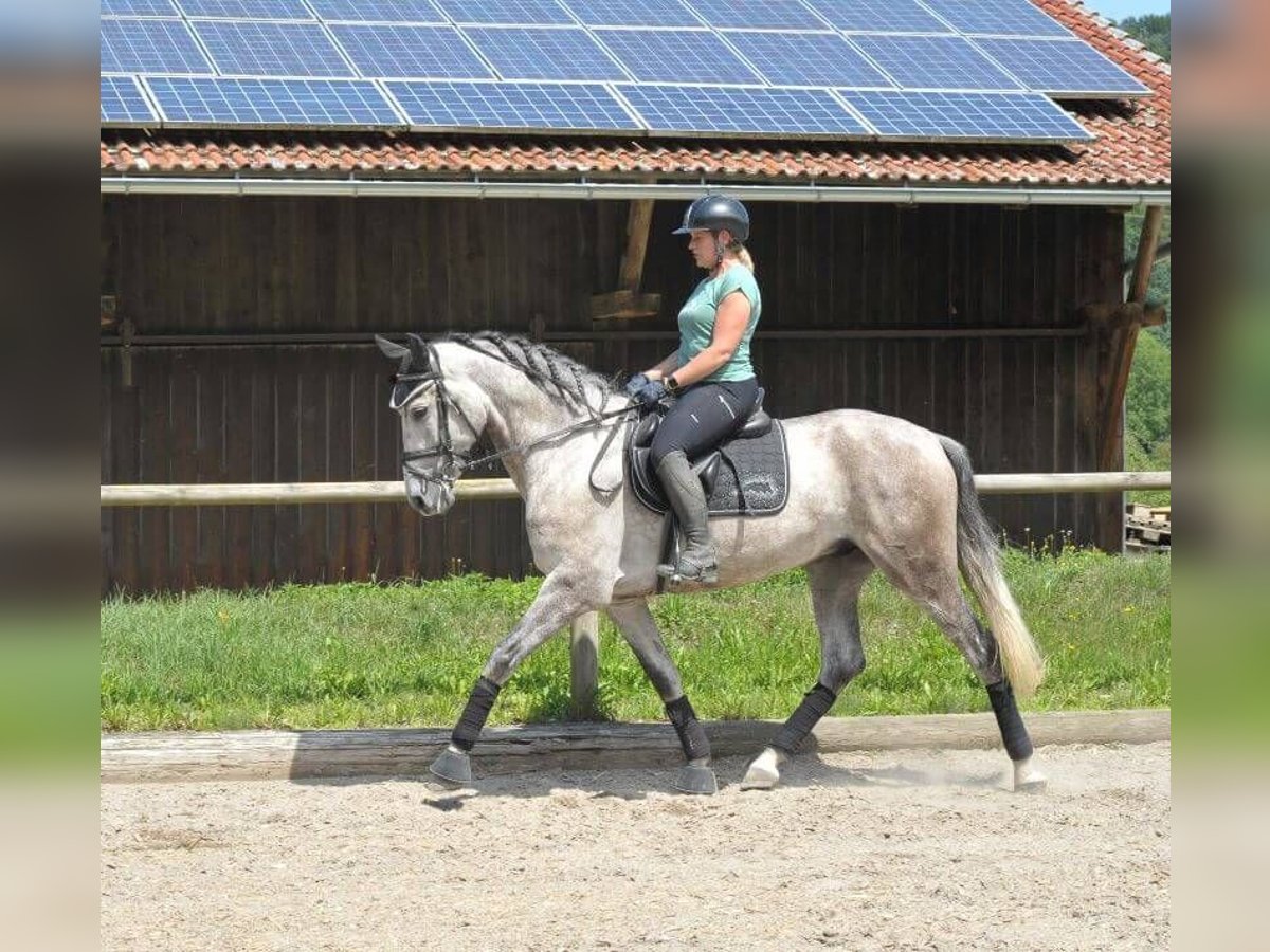 Andalou Hongre 6 Ans 167 cm Gris pommelé in Wellheim