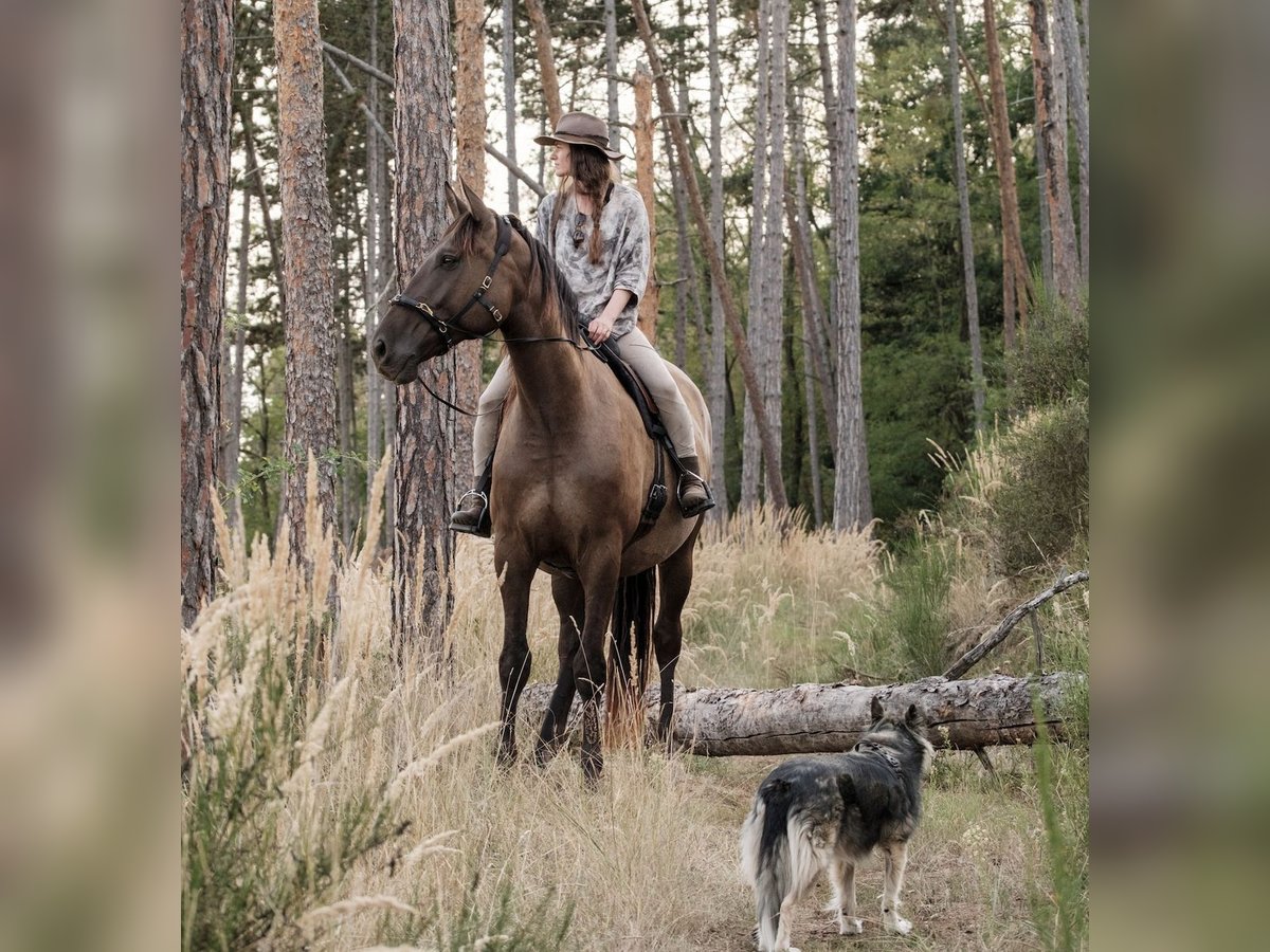 Andalou Croisé Hongre 6 Ans 177 cm Bai cerise in Svitene