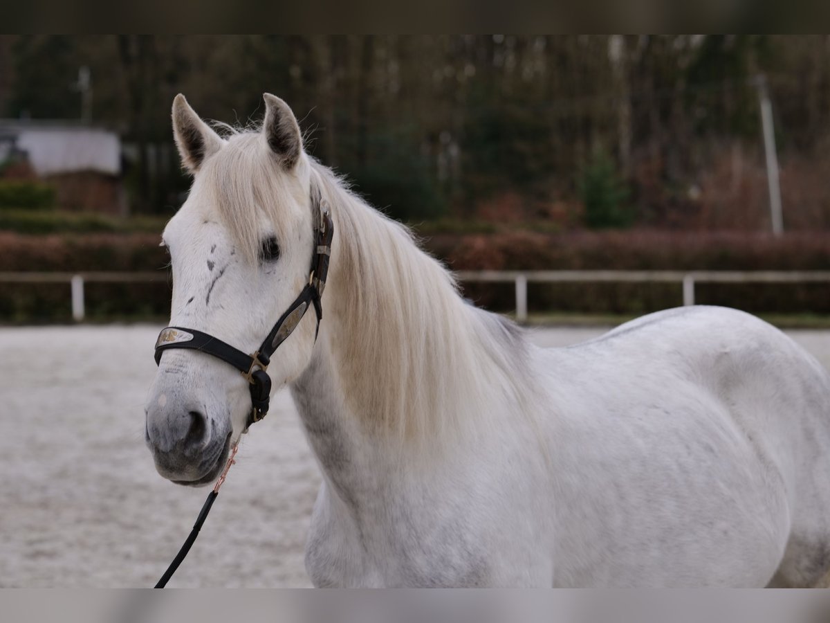 Andalou Hongre 7 Ans 150 cm Gris in Neustadt (Wied)