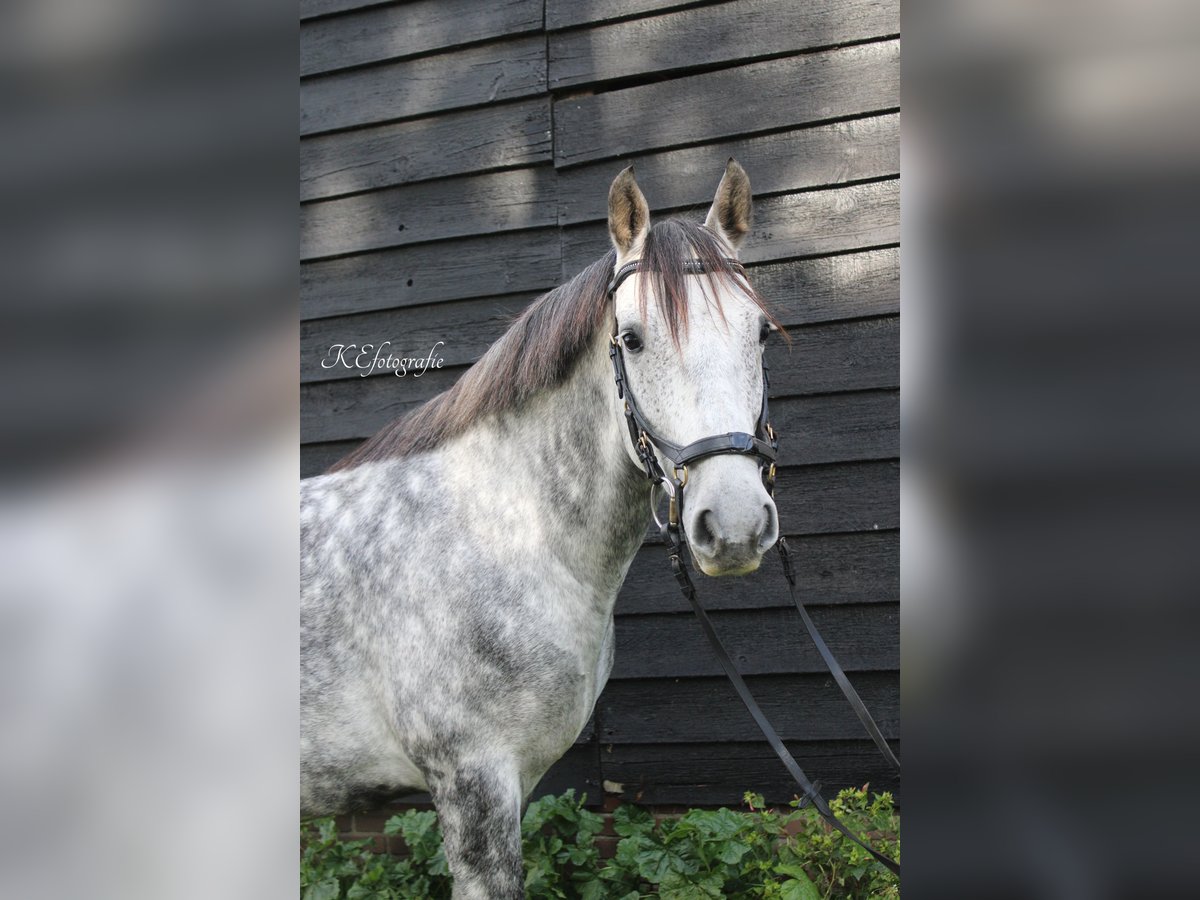 Andalou Croisé Hongre 7 Ans 150 cm Gris pommelé in Putten