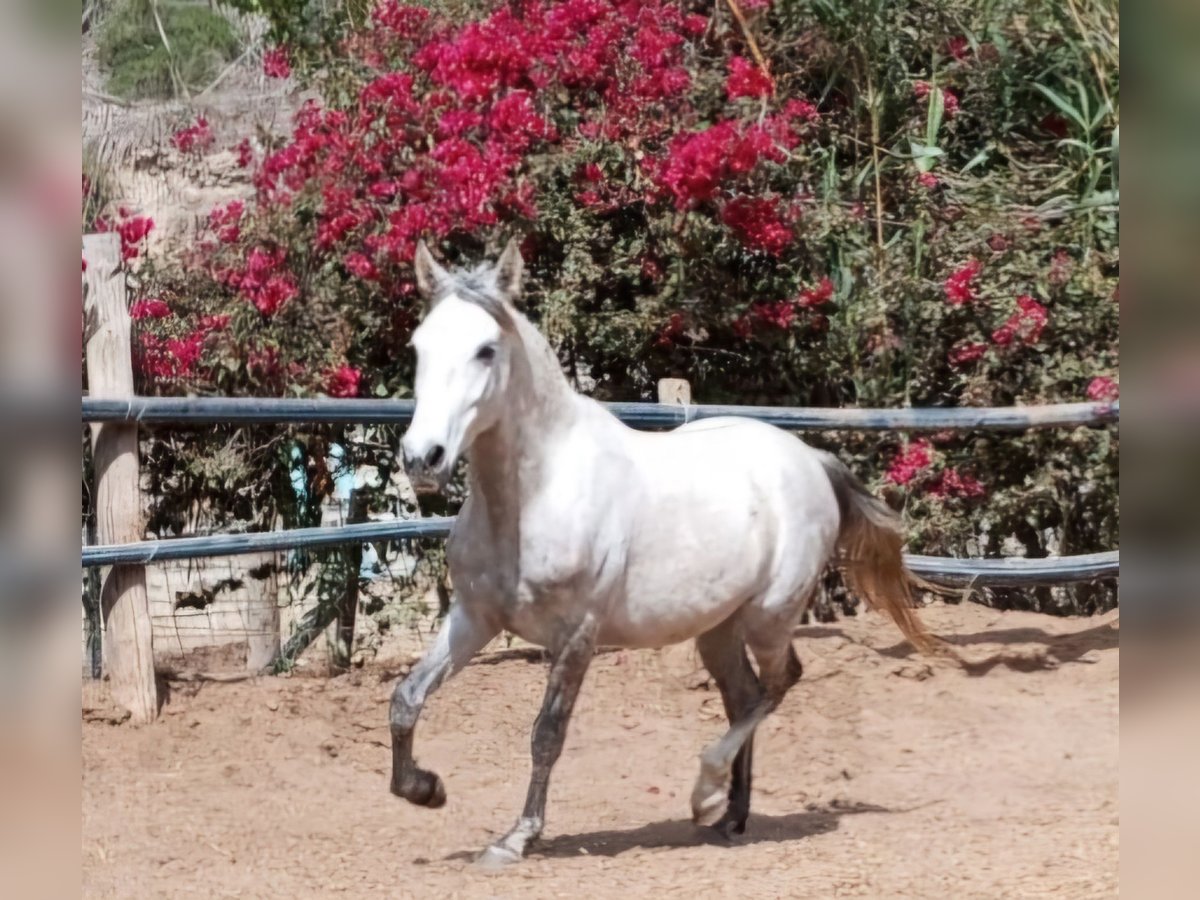 Andalou Hongre 7 Ans 150 cm Gris pommelé in Diegten