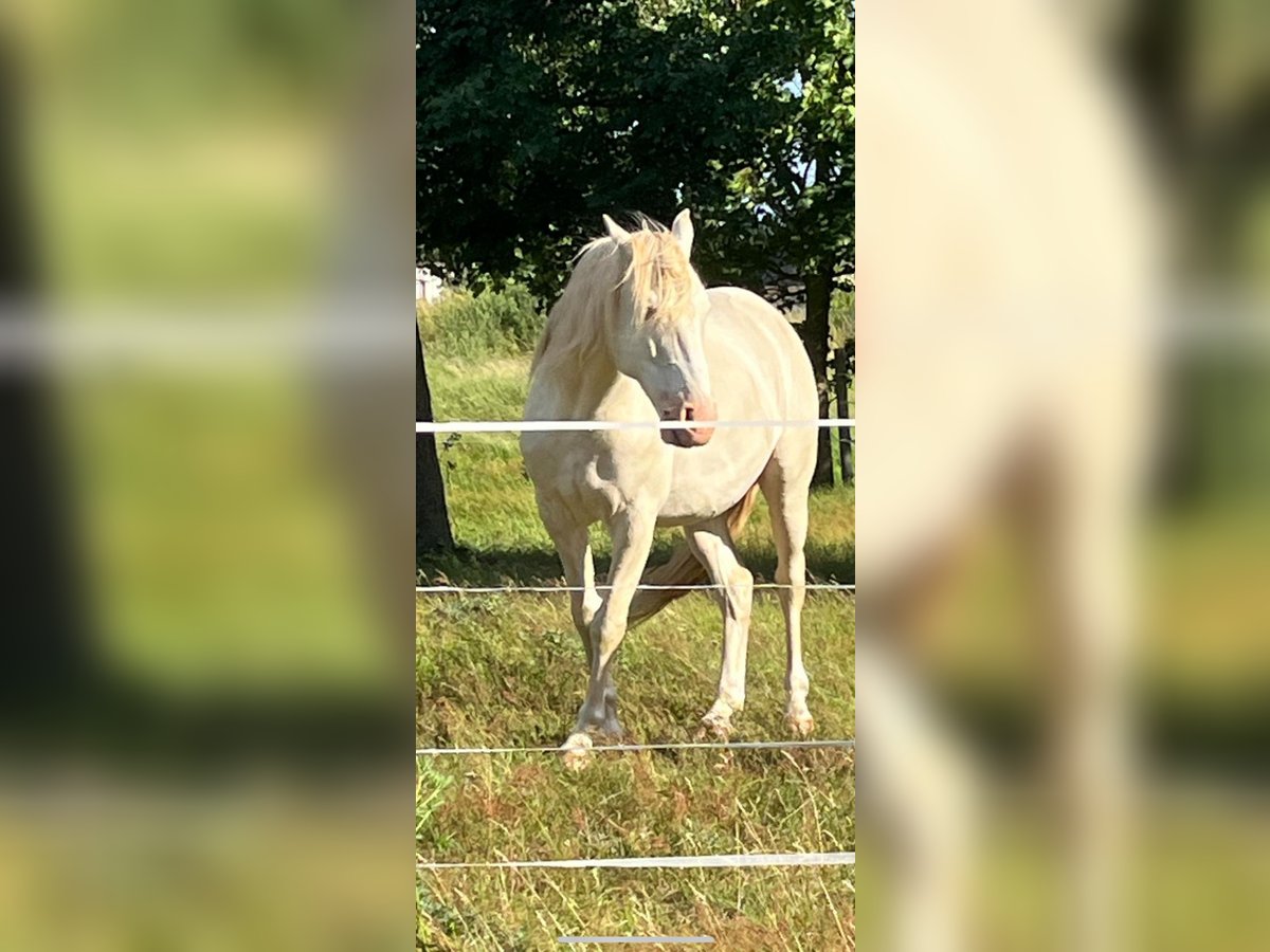 Andalou Croisé Hongre 7 Ans 154 cm Cremello in Burg