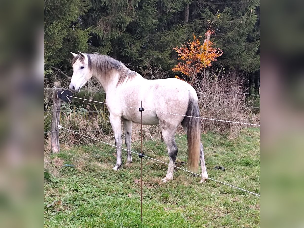 Andalou Croisé Hongre 7 Ans 155 cm Gris pommelé in Bütgenbach