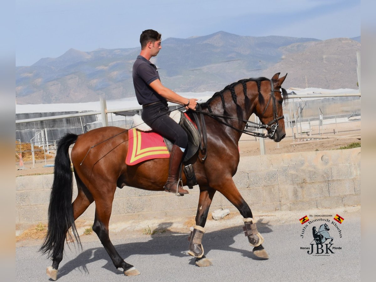 Andalou Hongre 7 Ans 157 cm Bai in Tabernas Almeria