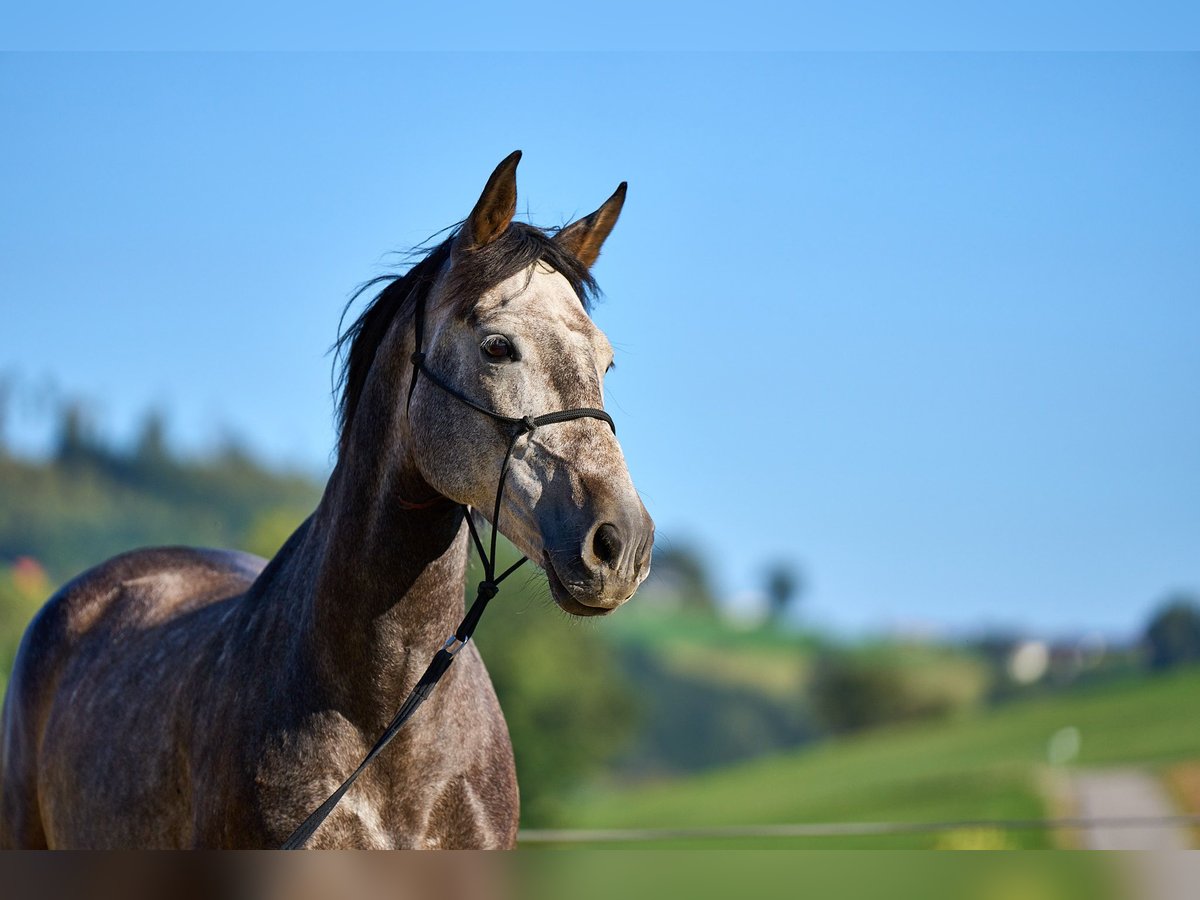 Andalou Croisé Hongre 7 Ans 160 cm Gris pommelé in Ottensheim