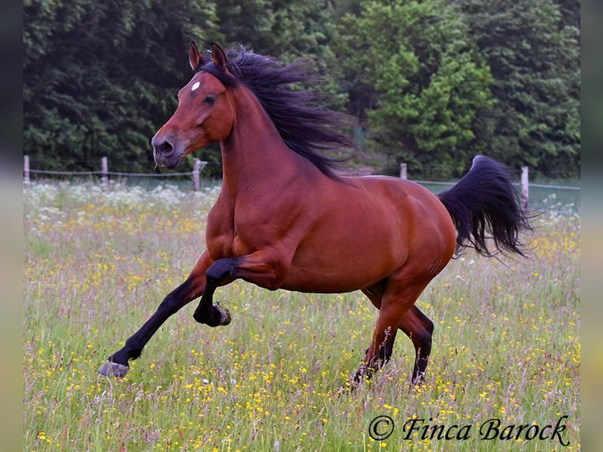 Andalou Hongre 7 Ans 163 cm Bai in Wiebelsheim