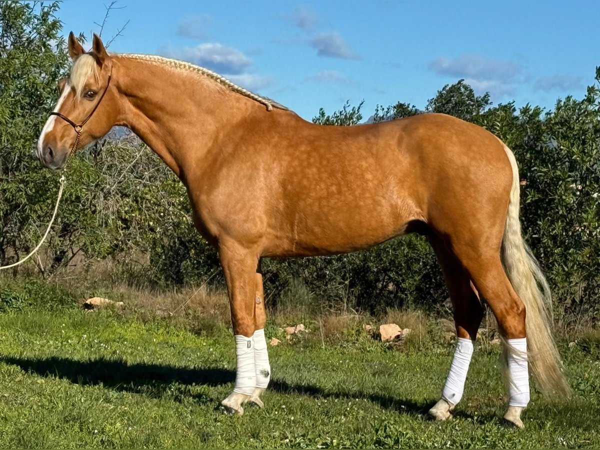 Andalou Hongre 7 Ans 163 cm Palomino in Martfeld