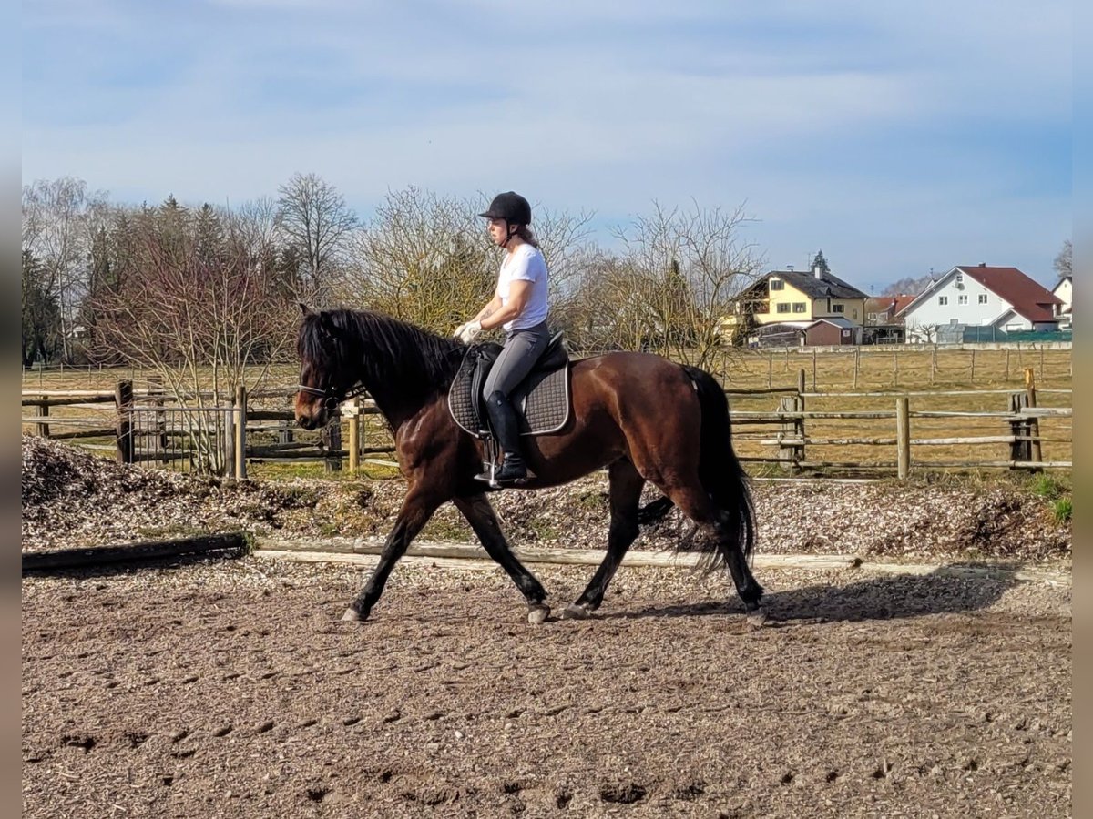 Andalou Croisé Hongre 8 Ans 154 cm Bai in Karlshuld