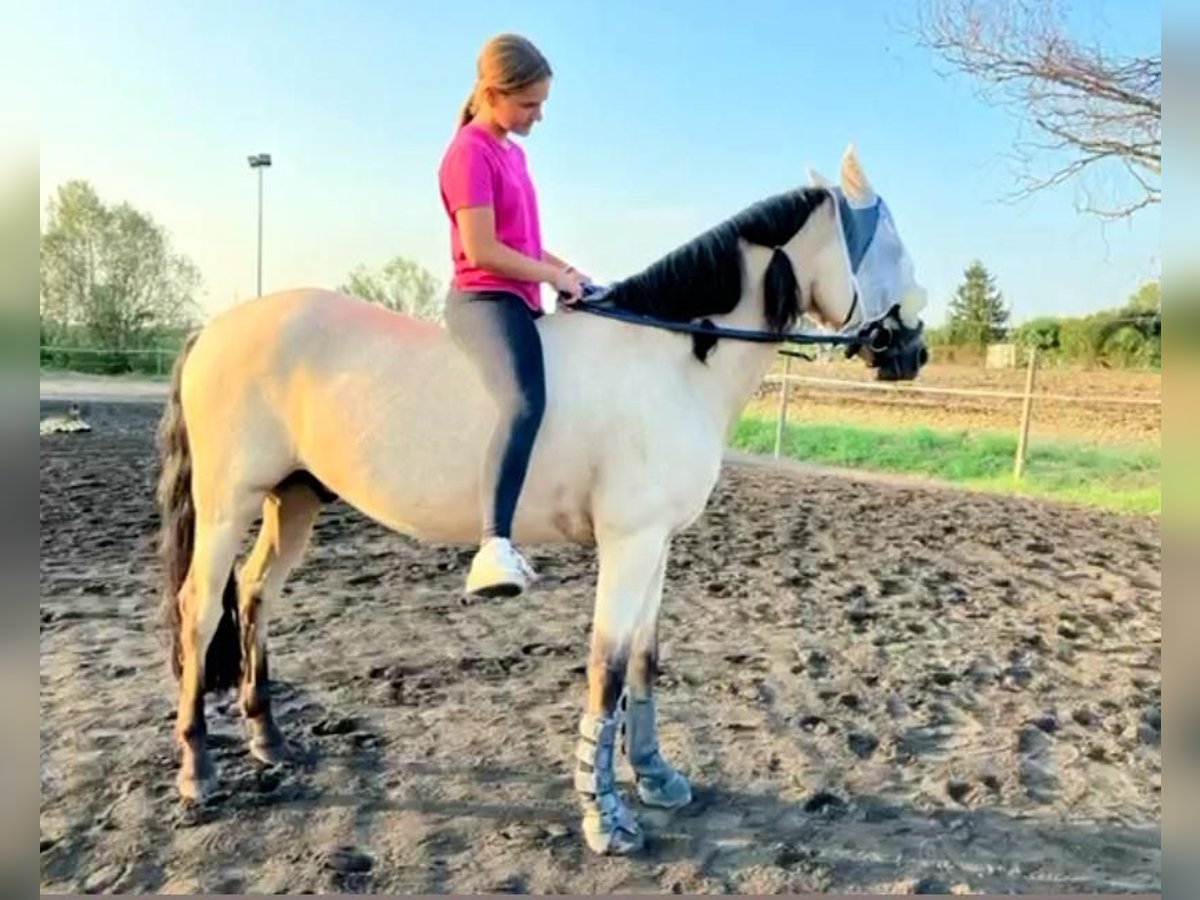 Andalou Croisé Hongre 8 Ans 158 cm Buckskin in Osterode am Harz