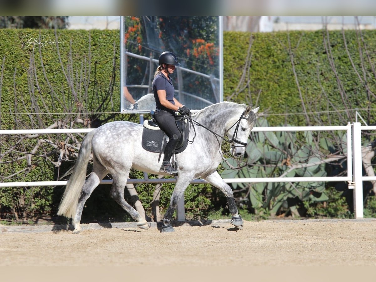 Andalou Hongre 8 Ans 163 cm Gris in Malaga