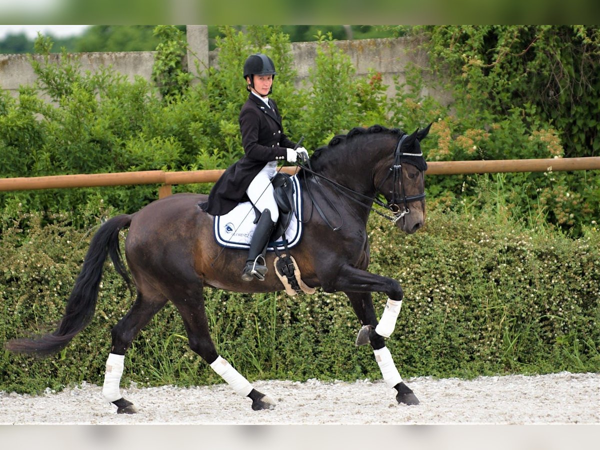 Andalou Hongre 8 Ans 170 cm Buckskin in Milín