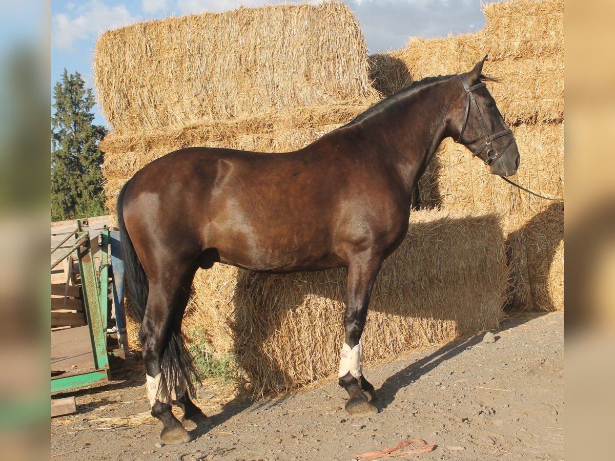 Andalou Hongre 9 Ans 160 cm Bai cerise in Malaga