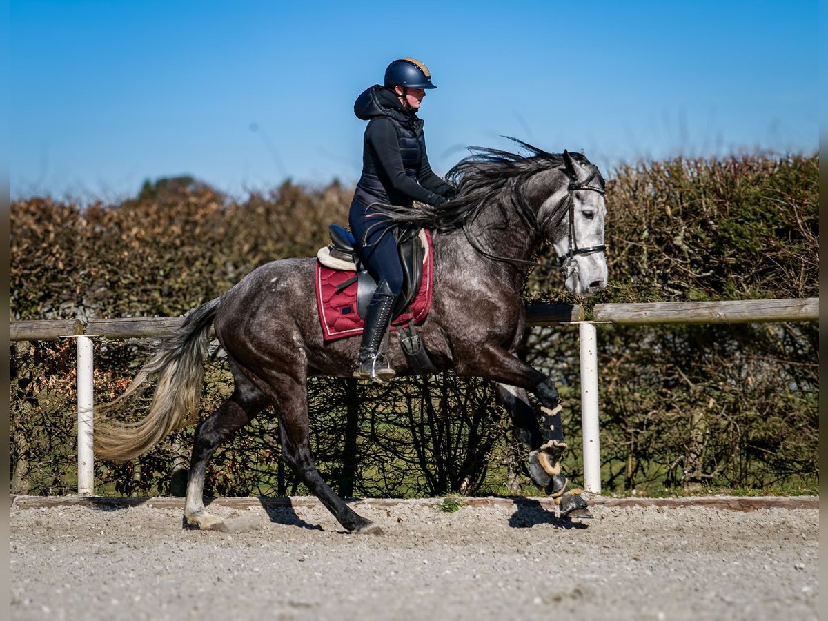 Andalou Hongre 9 Ans 162 cm Gris noir in Neustadt (Wied)