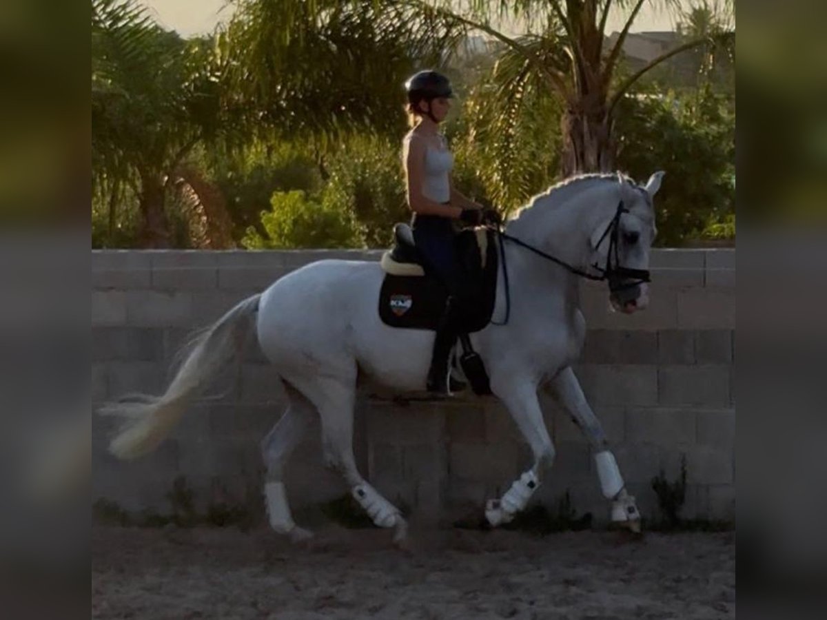 Andalou Hongre 9 Ans 170 cm Gris in Martfeld