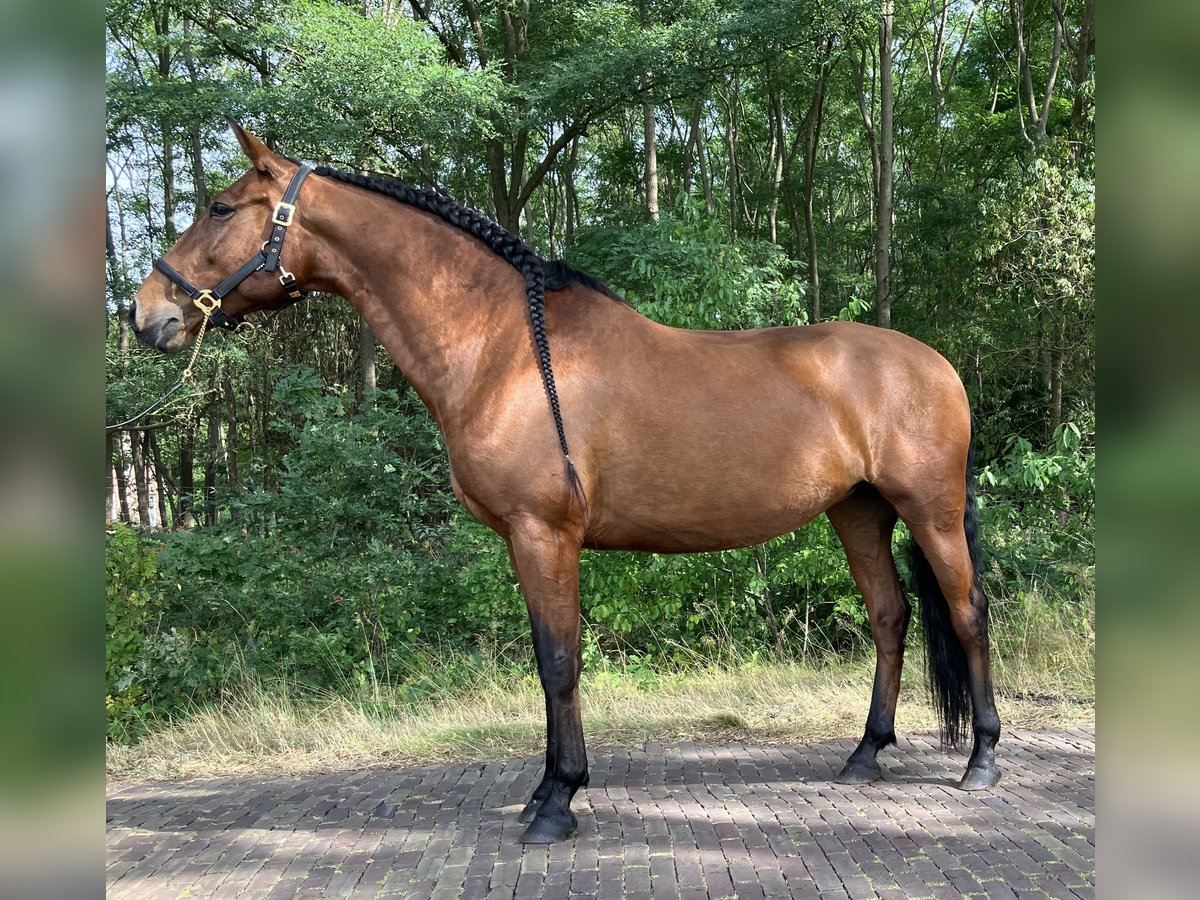 Andalou Jument 10 Ans 164 cm Bai cerise in Hemrik