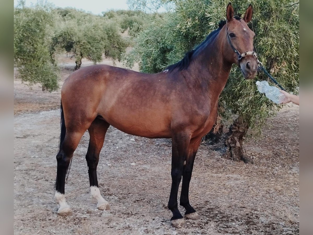 Andalou Jument 11 Ans 156 cm Bai in Aachen