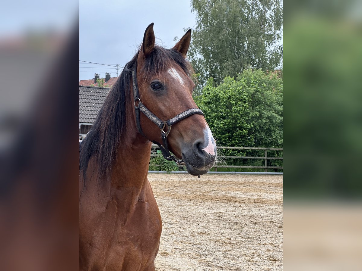 Andalou Croisé Jument 11 Ans in Haldenwang