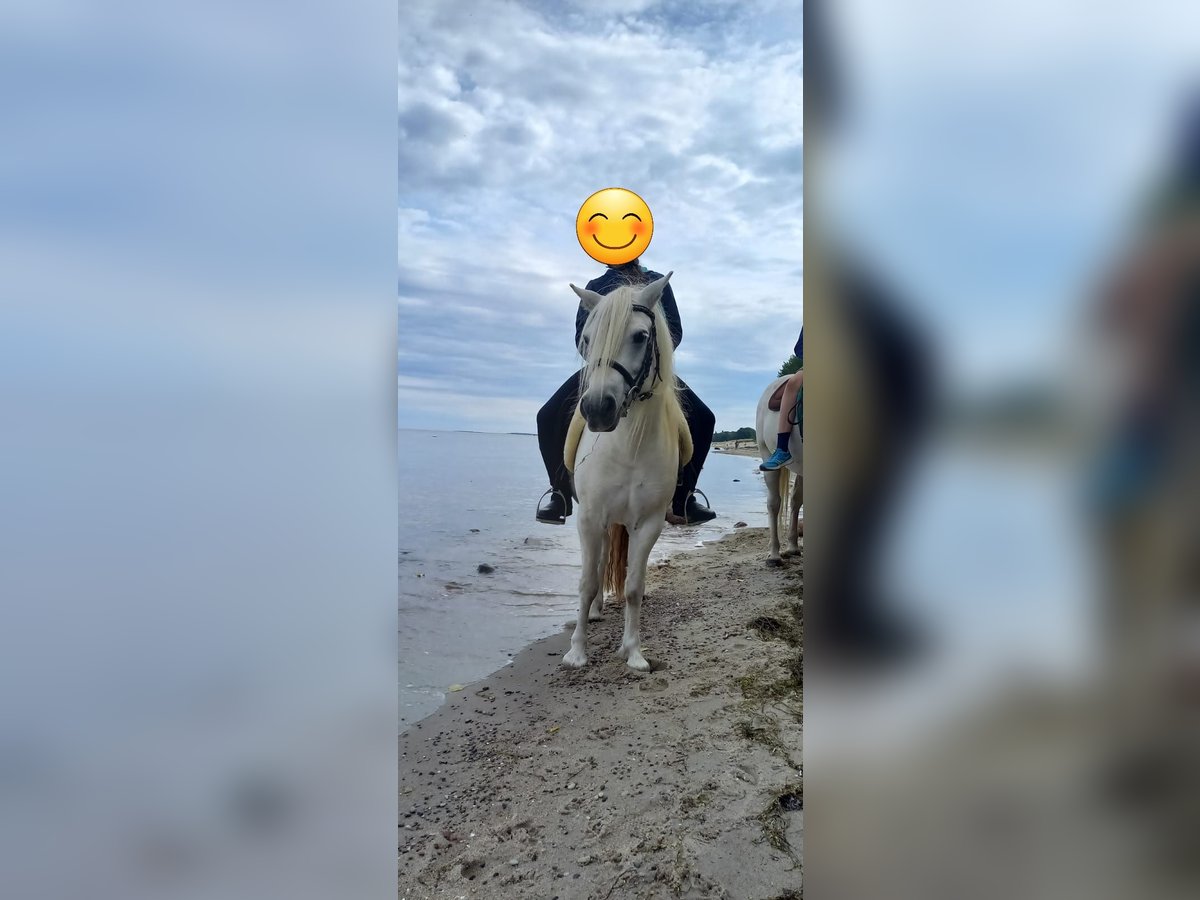 Andalou Croisé Jument 12 Ans 135 cm Gris in Rostock