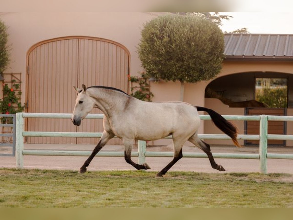 Andalou Jument 12 Ans 170 cm Buckskin in Los Olivos