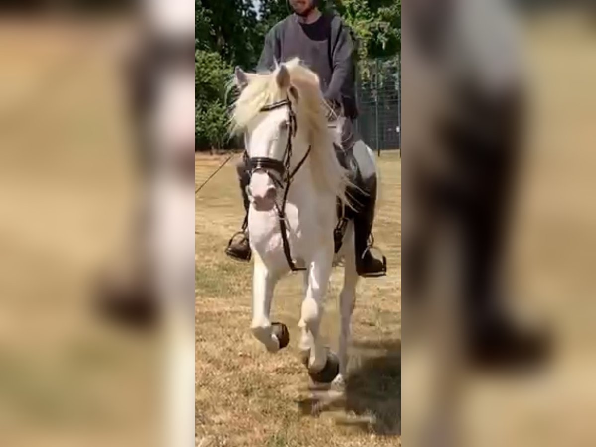 Andalou Jument 13 Ans 155 cm in Nienhagen