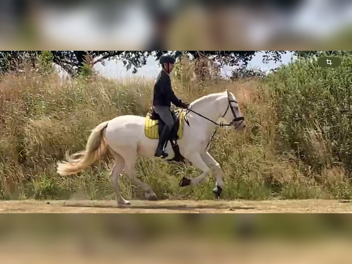 Andalou Jument 13 Ans 155 cm Cremello in Nienhagen