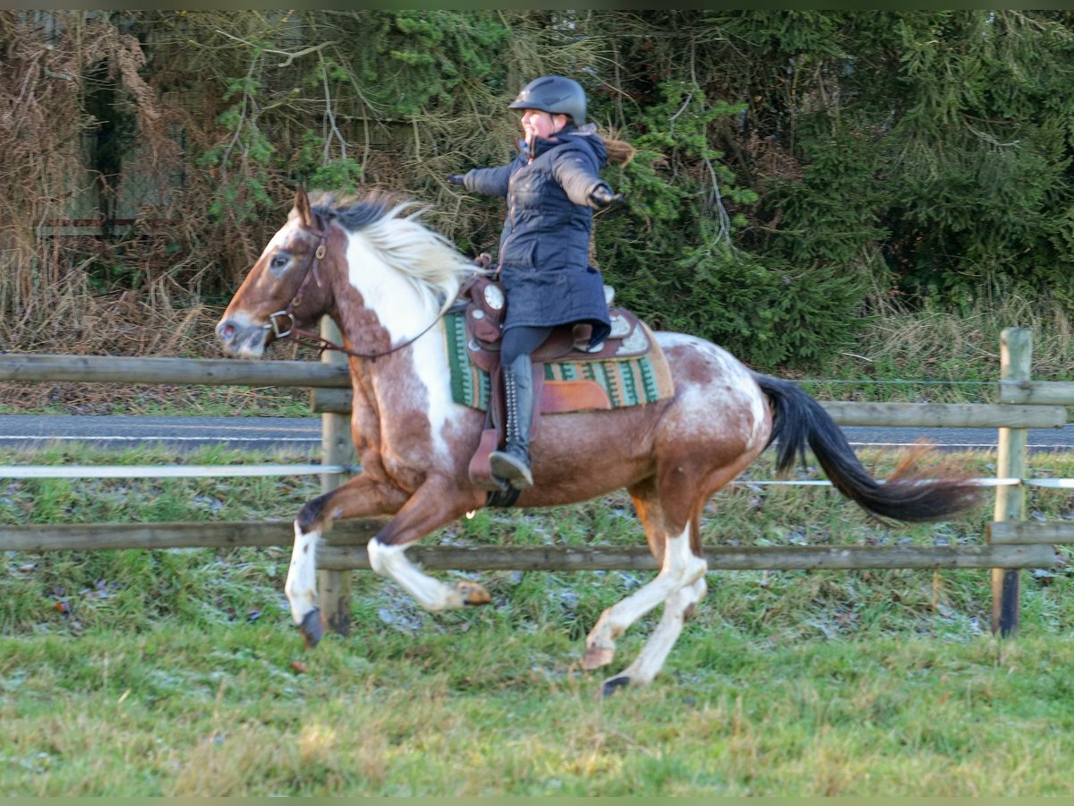 Andalou Jument 14 Ans 142 cm Alezan dun in Neustadt (Wied)