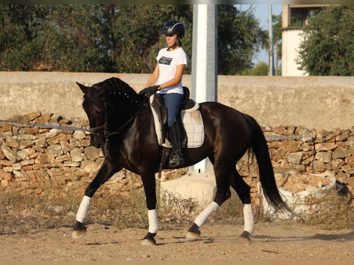 Andalou Jument 14 Ans 160 cm Noir in Valencia