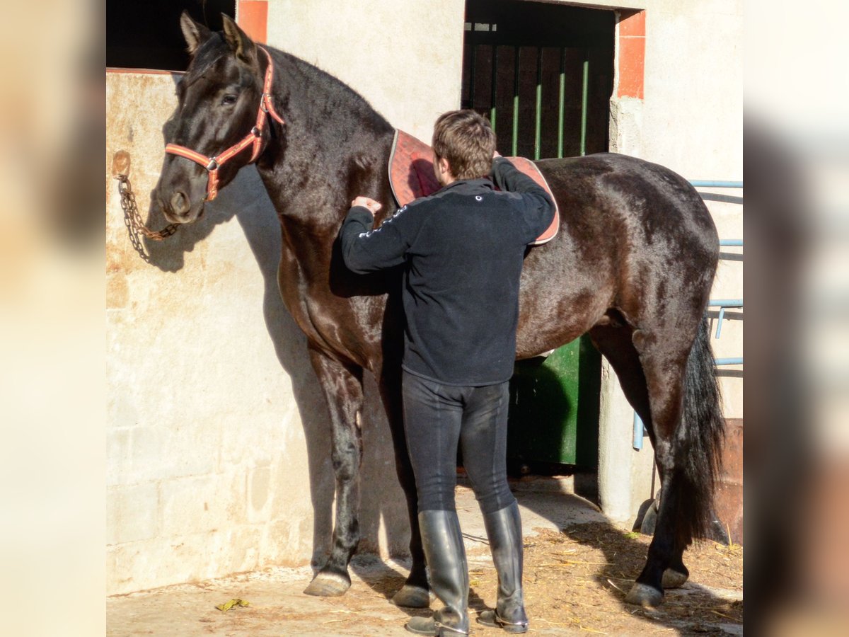 Andalou Jument 18 Ans 168 cm Noir in Copons