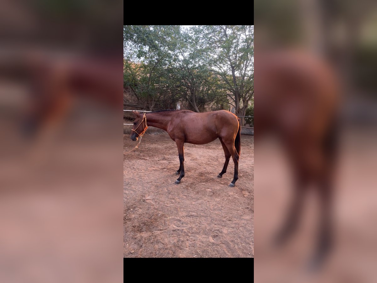 Andalou Jument 1 Année 150 cm Bai in Alcolea Del Rio