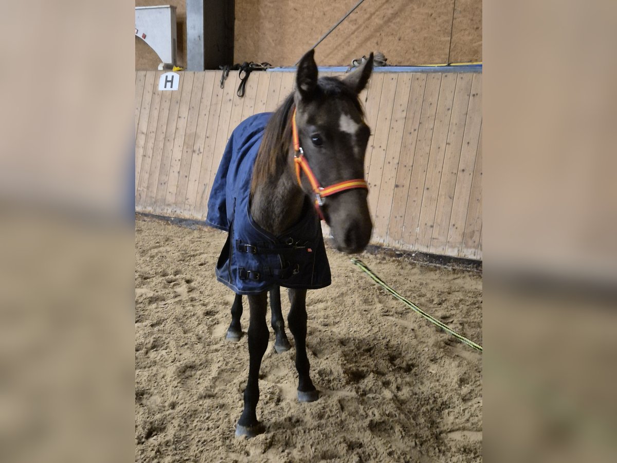 Andalou Jument 1 Année 155 cm Peut devenir gris in Wackersberg