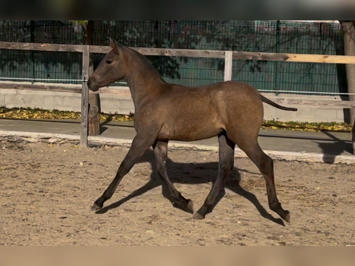 Andalou Jument 1 Année 165 cm Gris pommelé in Moraleja De Enmedio