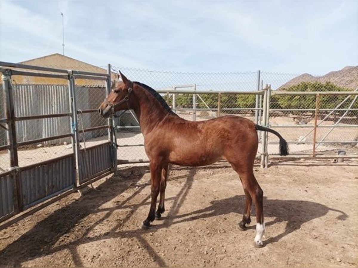 Andalou Jument 2 Ans 150 cm Bai cerise in Alicante/Alacant