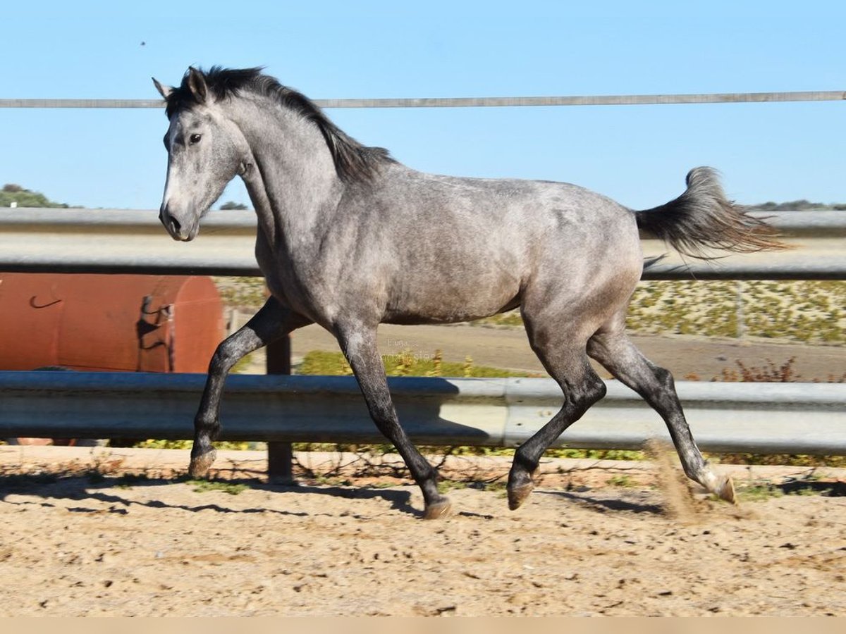 Andalou Jument 2 Ans 154 cm Gris in Provinz Cordoba