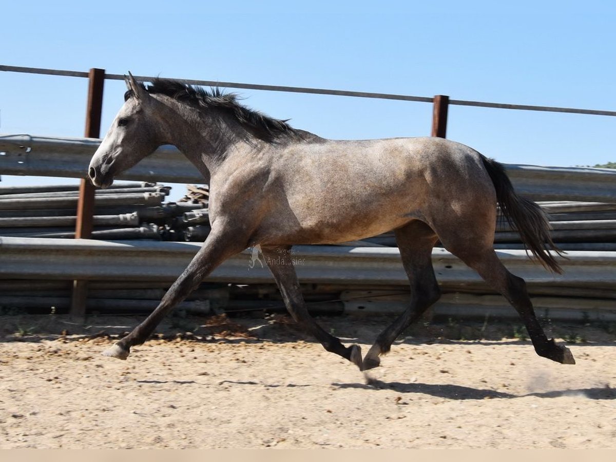 Andalou Jument 2 Ans 154 cm Gris in Provinz Cordoba