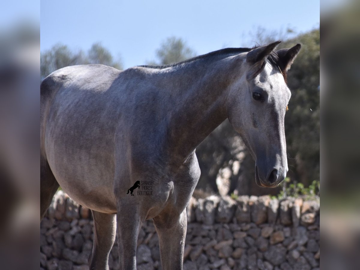 Andalou Jument 2 Ans 160 cm Gris in Mallorca