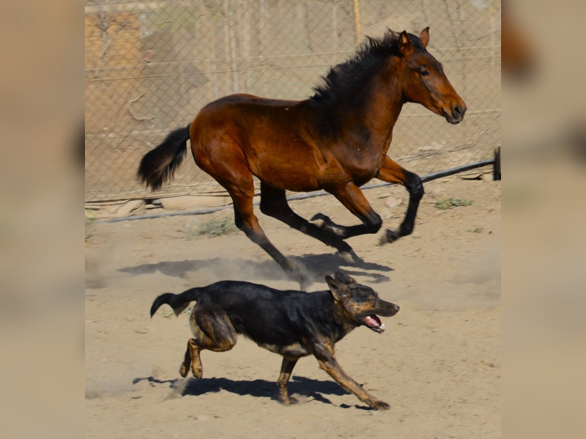 Andalou Jument 2 Ans 160 cm Peut devenir gris in Tabernas Almeria