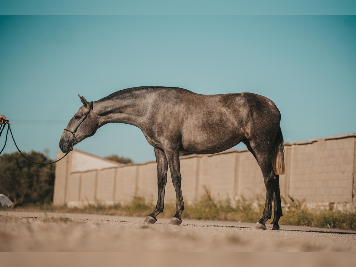 Andalou Jument 2 Ans 164 cm Gris in Menorca