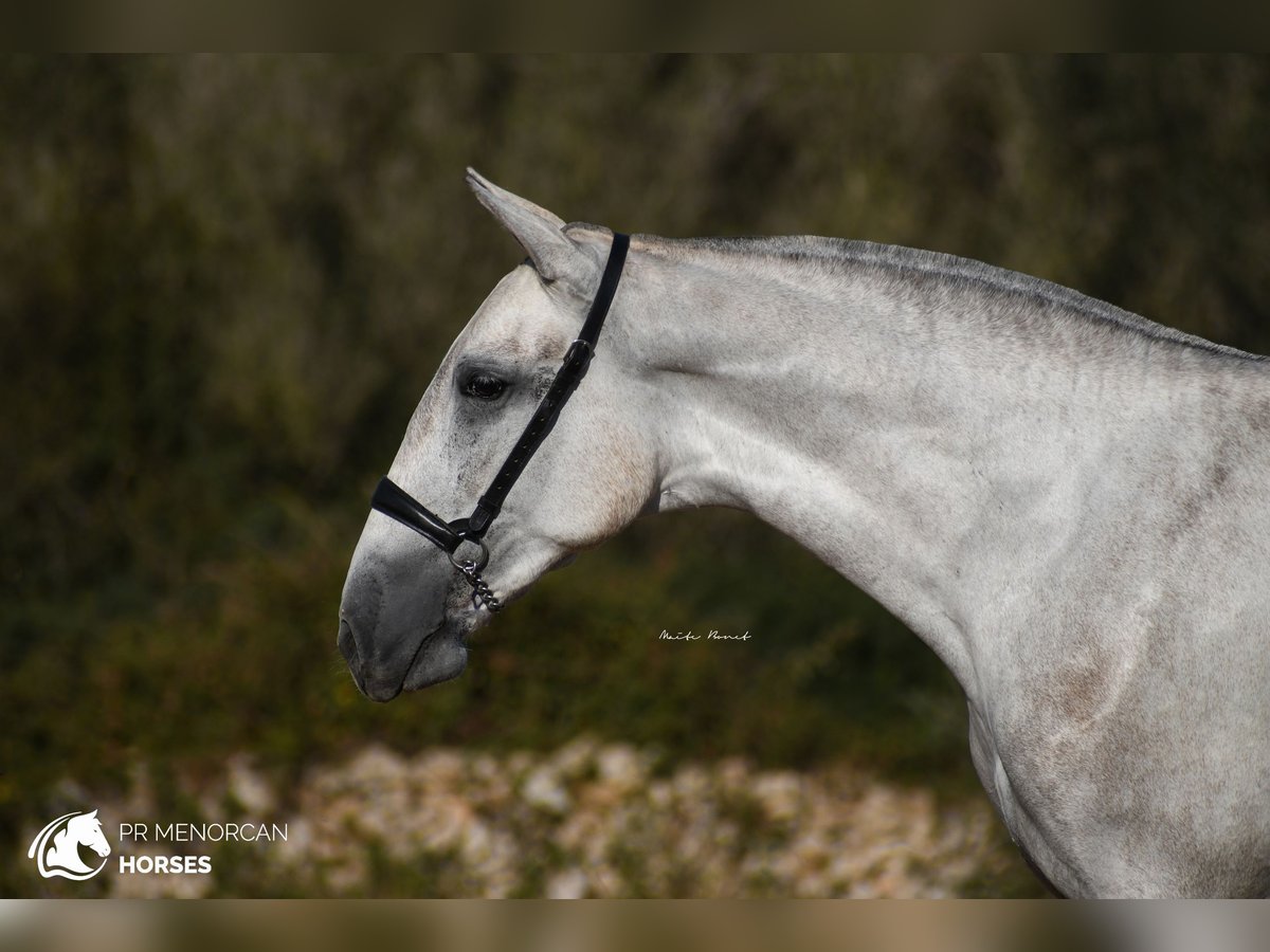 Andalou Jument 2 Ans 164 cm Gris in Menorca