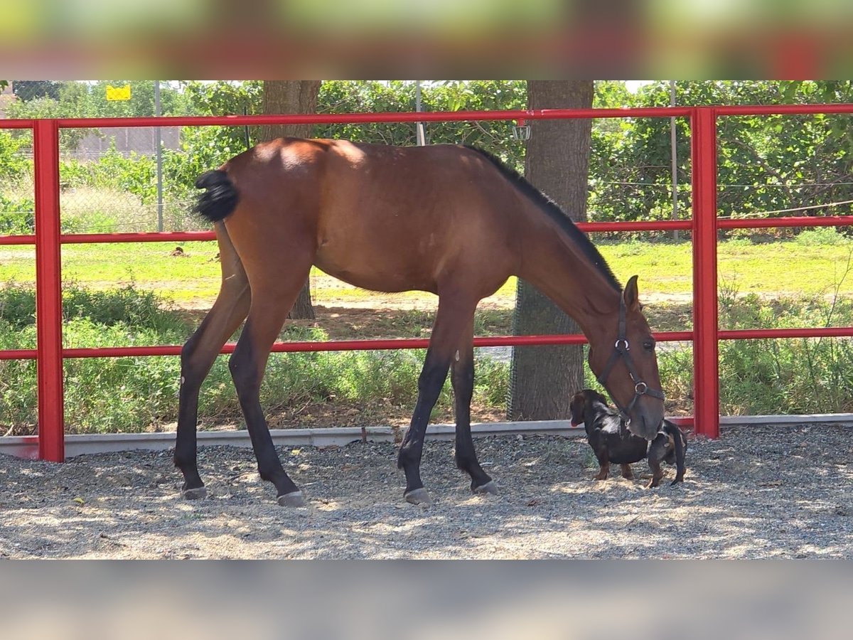 Andalou Jument 2 Ans 168 cm Bai cerise in Valencia