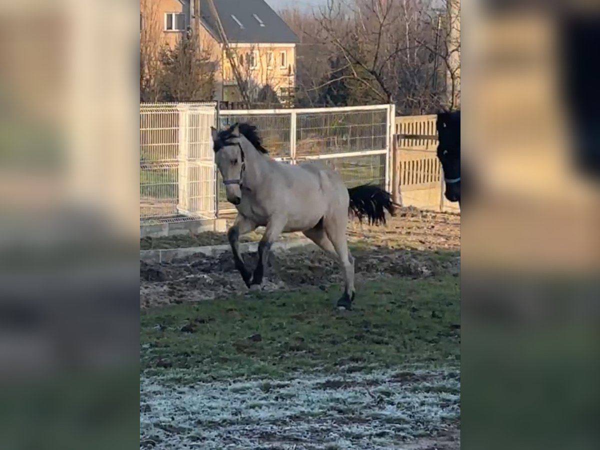 Andalou Jument 2 Ans 168 cm Isabelle in Jedrzejow