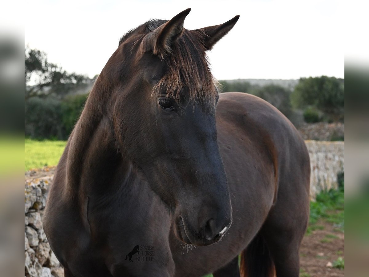 Andalou Jument 3 Ans 158 cm Noir in Menorca