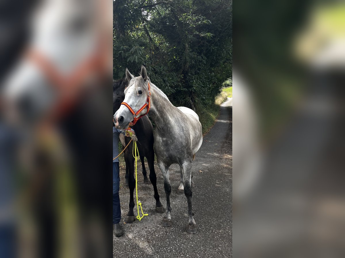 Andalou Jument 3 Ans 160 cm Gris in Sierra, La (Candas - Carreño)