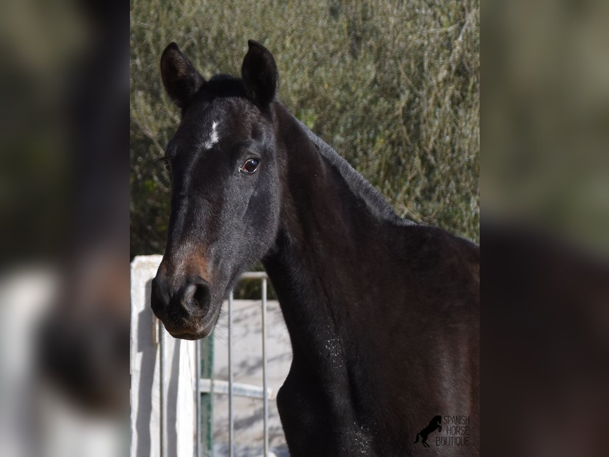 Andalou Jument 3 Ans 165 cm Gris in Menorca