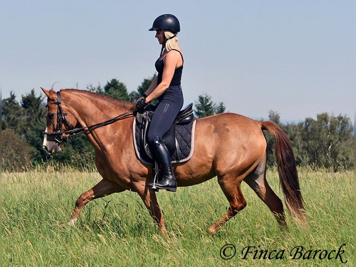 Andalou Jument 4 Ans 153 cm Alezan in Wiebelseheim