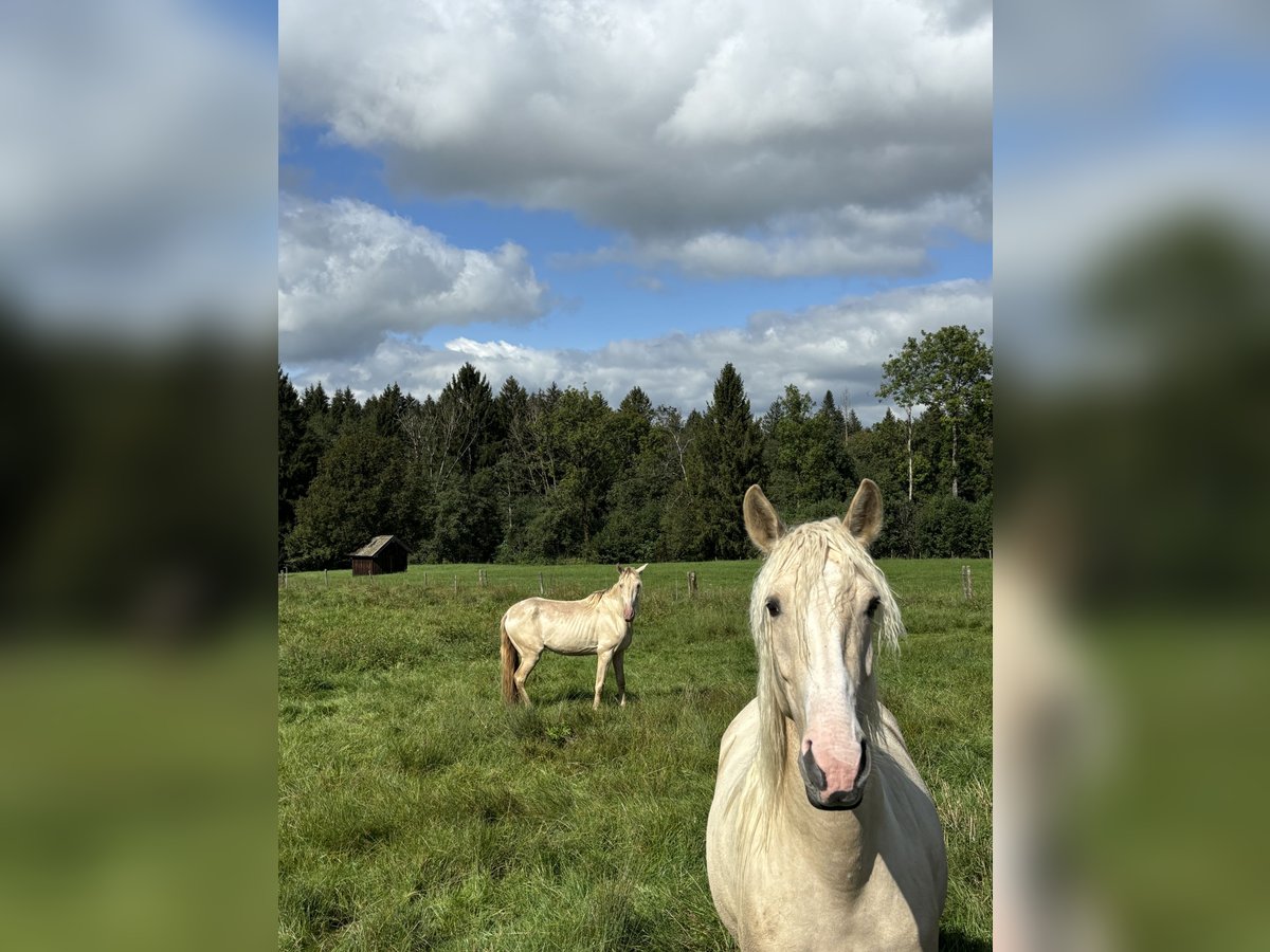 Andalou Jument 4 Ans 155 cm Palomino in Steingaden