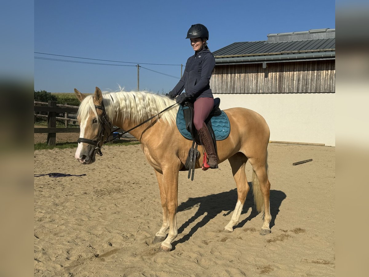 Andalou Jument 4 Ans 155 cm Palomino in Daleiden