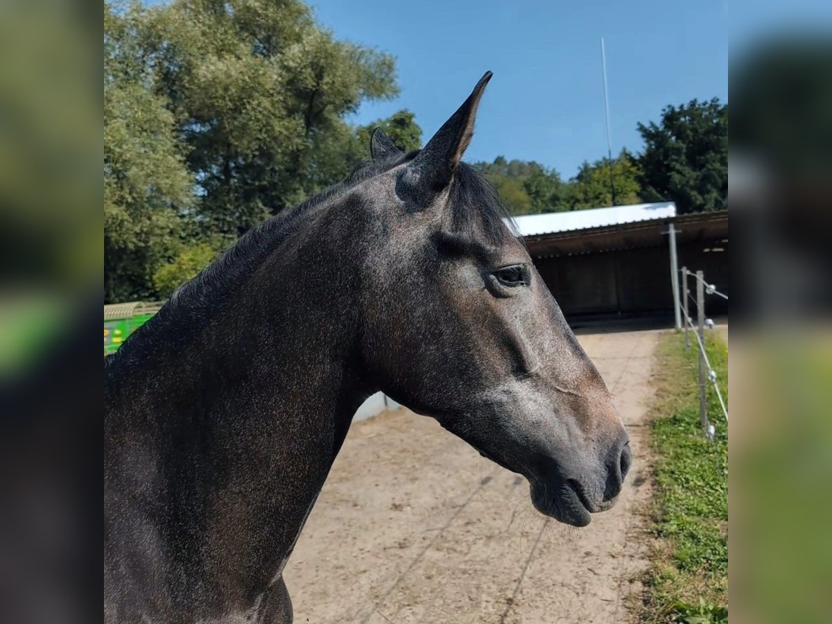 Andalou Jument 4 Ans 157 cm in A&#xDF;lar