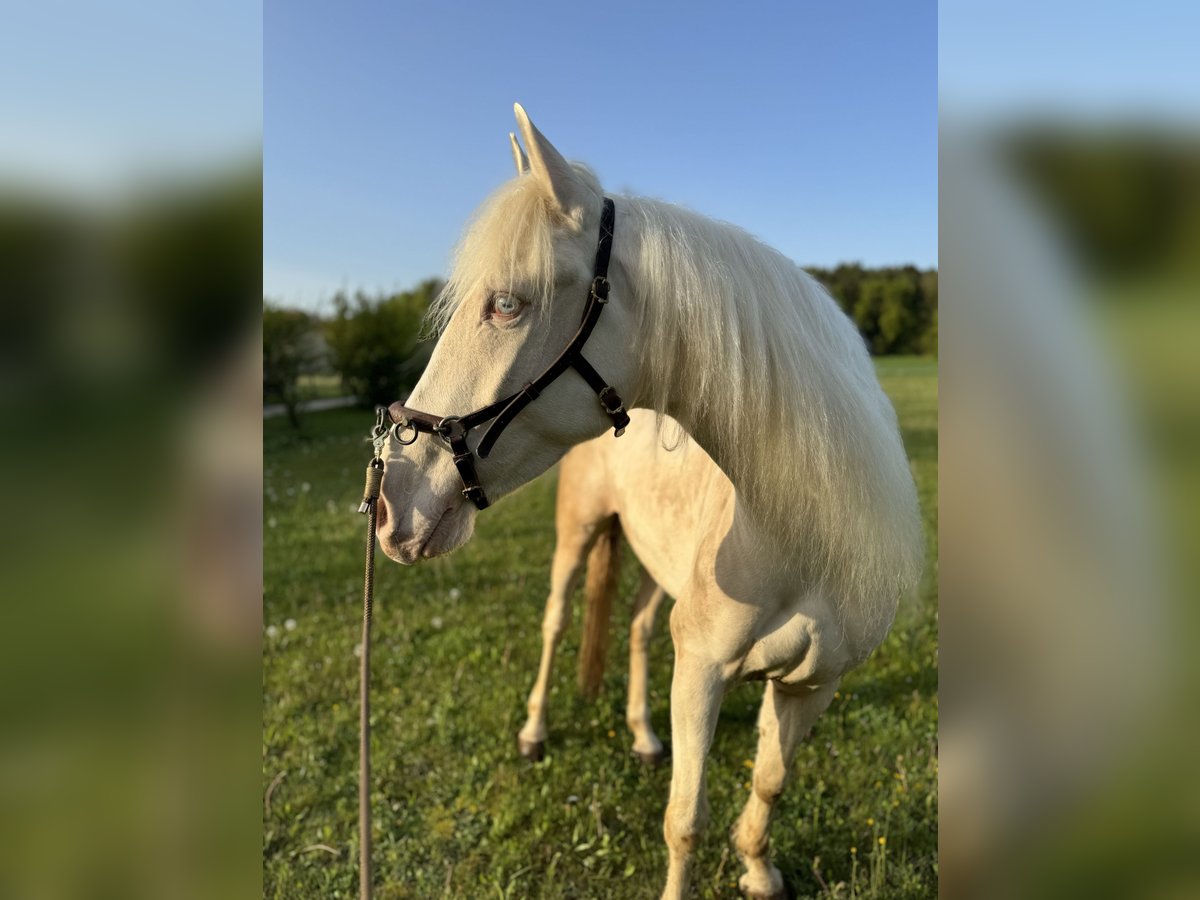 Andalou Jument 4 Ans 159 cm Cremello in Parsberg